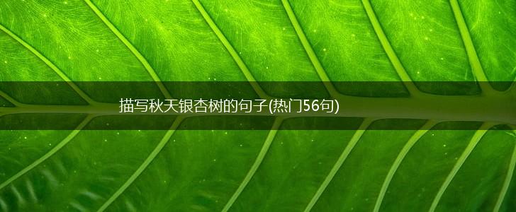 描写秋天银杏树的句子(热门56句),第1张