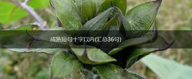 成熟短句十字以内(汇总36句),第1张