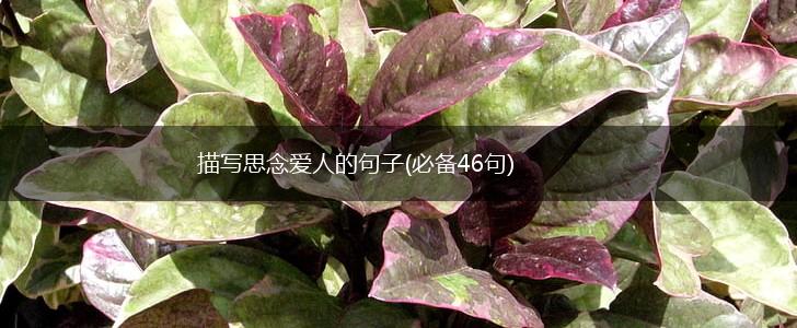 描写思念爱人的句子(必备46句),第1张