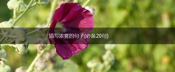 描写浓雾的句子(必备20句),第1张