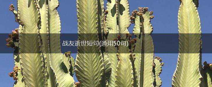 战友逝世短句(通用50句),第1张
