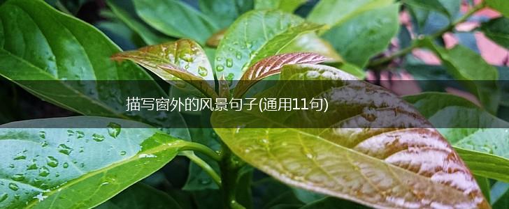 描写窗外的风景句子(通用11句),第1张