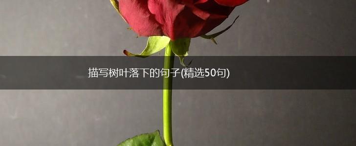 描写树叶落下的句子(精选50句),第1张