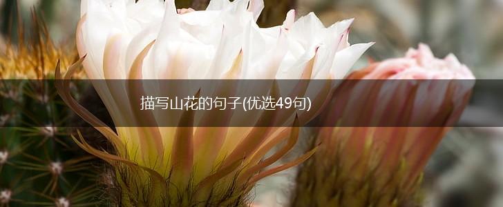 描写山花的句子(优选49句),第1张