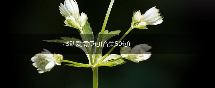 感动爱情短句(合集50句),第1张