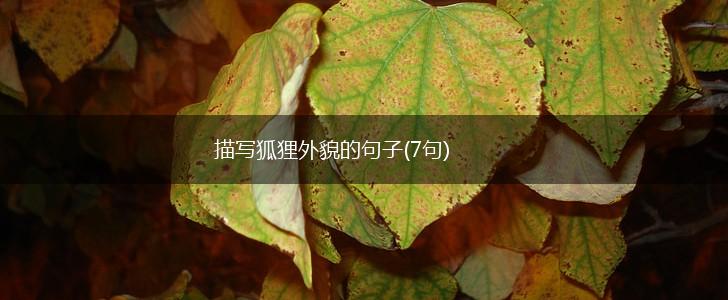描写狐狸外貌的句子(7句),第1张