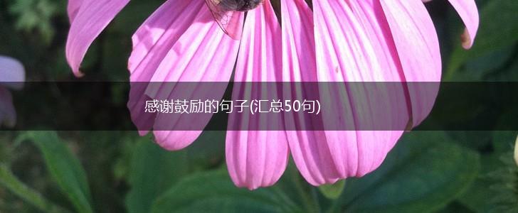 感谢鼓励的句子(汇总50句),第1张