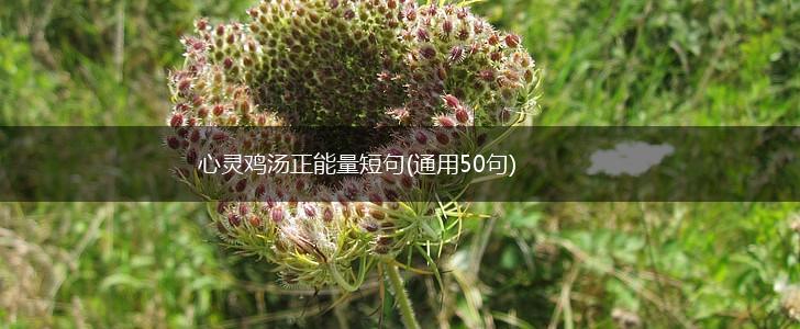 心灵鸡汤正能量短句(通用50句),第1张