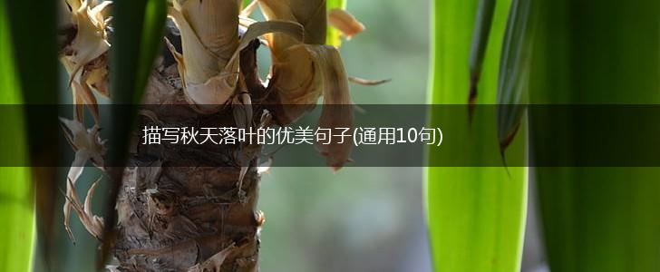 描写秋天落叶的优美句子(通用10句),第1张