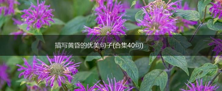 描写黄昏的优美句子(合集40句),第1张