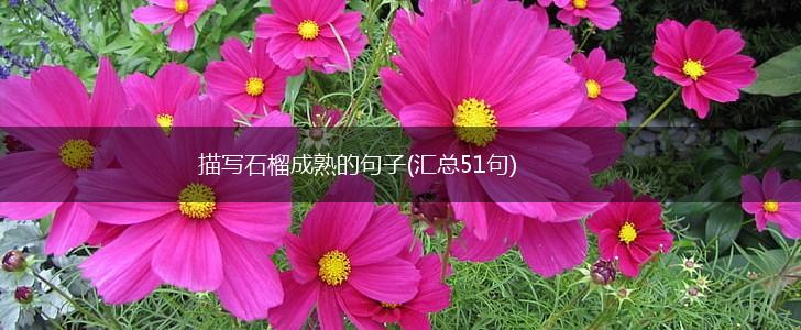 描写石榴成熟的句子(汇总51句),第1张 描写石榴成熟的句子(汇总51句),第1张