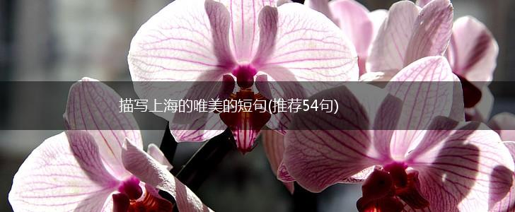 描写上海的唯美的短句(推荐54句),第1张