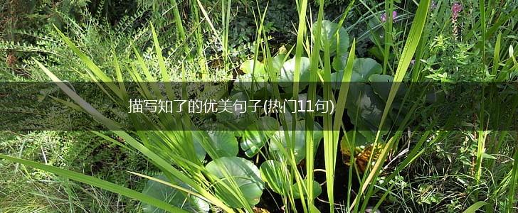 描写知了的优美句子(热门11句),第1张