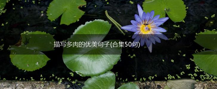 描写多肉的优美句子(合集50句),第1张