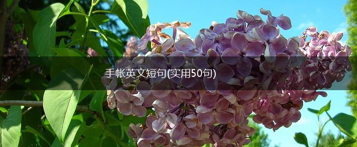 手帐英文短句(实用50句),第1张