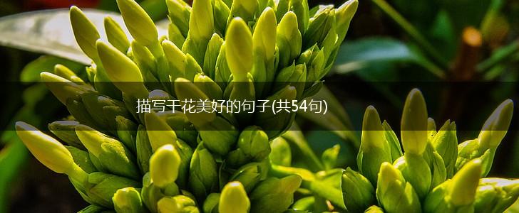 描写干花美好的句子(共54句),第1张