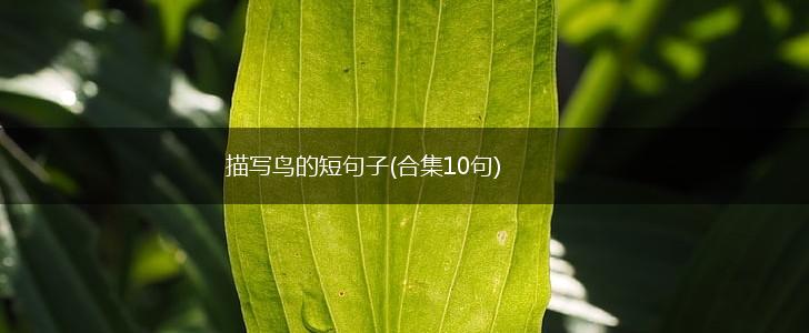 描写鸟的短句子(合集10句),第1张