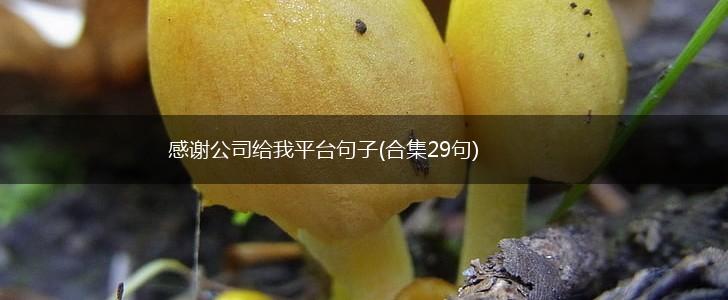 感谢公司给我平台句子(合集29句),第1张