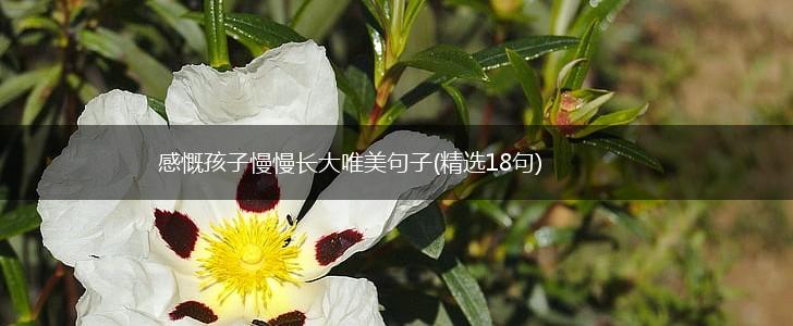 感慨孩子慢慢长大唯美句子(精选18句),第1张 感慨孩子慢慢长大唯美句子(精选18句),第1张