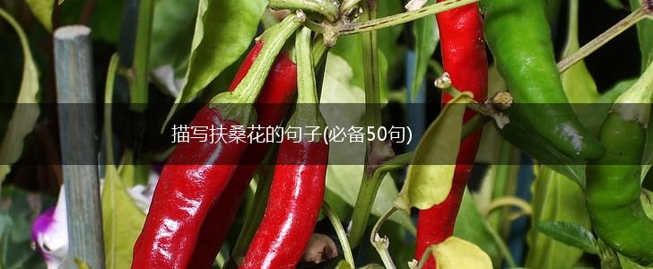 描写扶桑花的句子(必备50句),第1张