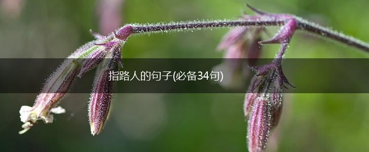 指路人的句子(必备34句),第1张