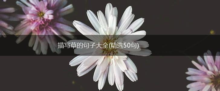 描写草的句子大全(精选50句),第1张