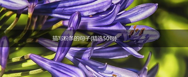 描写粉条的句子(精选50句),第1张