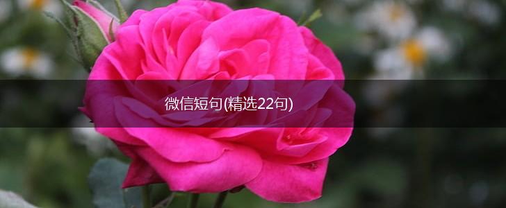 微信短句(精选22句),第1张