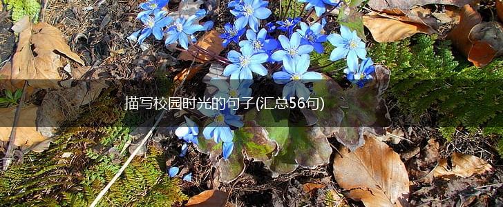 描写校园时光的句子(汇总56句),第1张