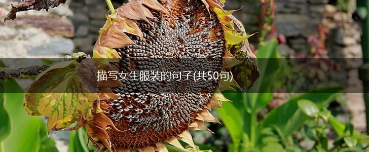 描写女生服装的句子(共50句),第1张