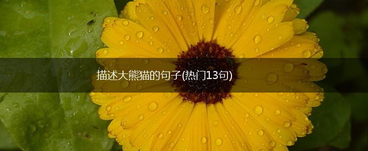 描述大熊猫的句子(热门13句),第1张