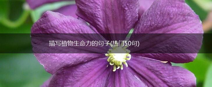 描写植物生命力的句子(热门50句),第1张