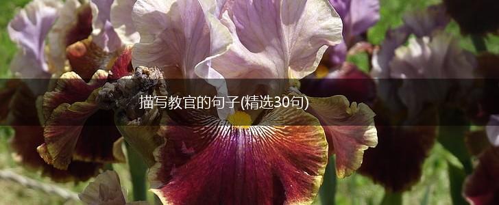 描写教官的句子(精选30句),第1张