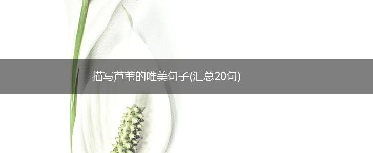 描写芦苇的唯美句子(汇总20句),第1张
