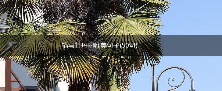 描写牡丹的唯美句子(50句),第1张