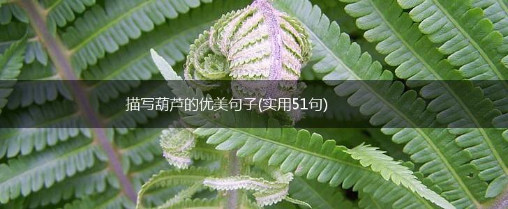 描写葫芦的优美句子(实用51句),第1张