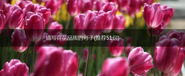 描写荷花品质的句子(推荐51句),第1张