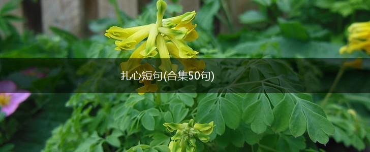 扎心短句(合集50句),第1张