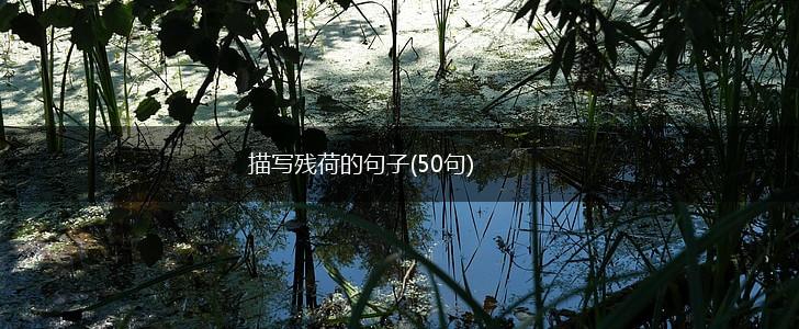 描写残荷的句子(50句),第1张