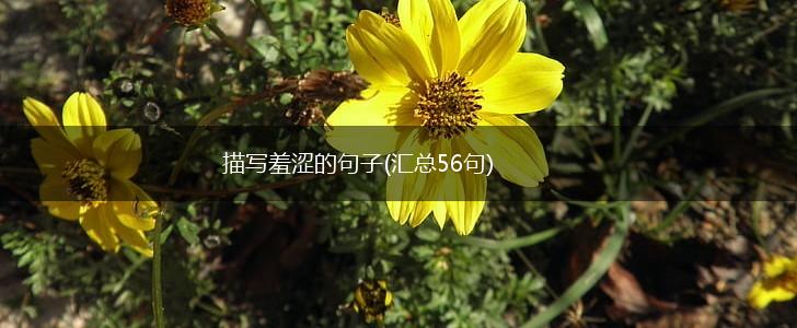描写羞涩的句子(汇总56句),第1张