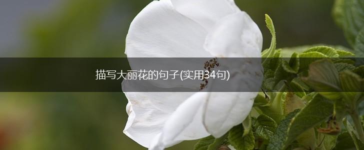 描写大丽花的句子(实用34句),第1张