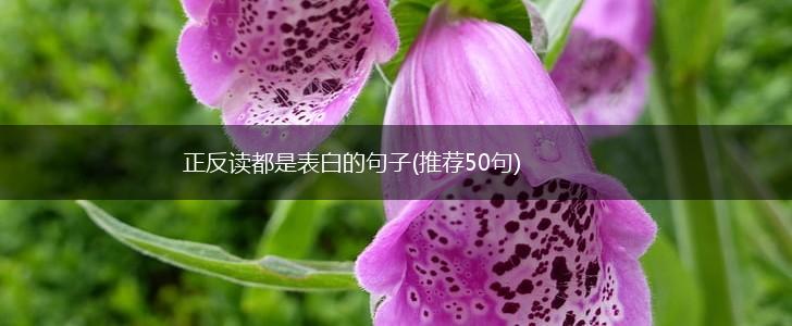 正反读都是表白的句子(推荐50句),第1张