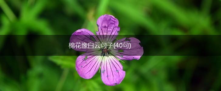 棉花像白云句子(40句),第1张