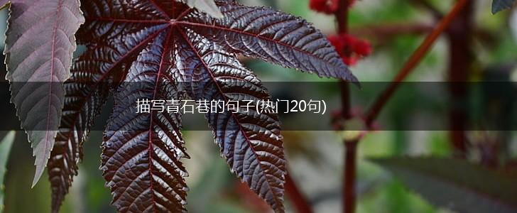 描写青石巷的句子(热门20句),第1张