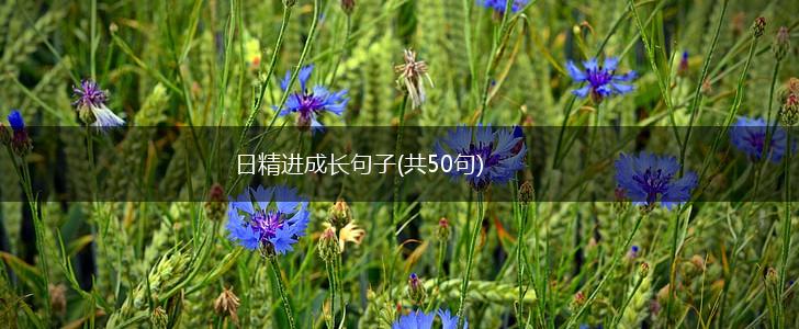 日精进成长句子(共50句),第1张