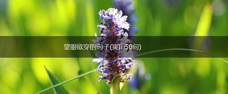 望眼欲穿的句子(实用50句),第1张