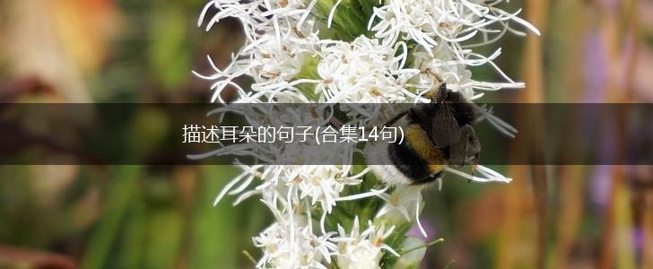 描述耳朵的句子(合集14句),第1张 描述耳朵的句子(合集14句),第1张