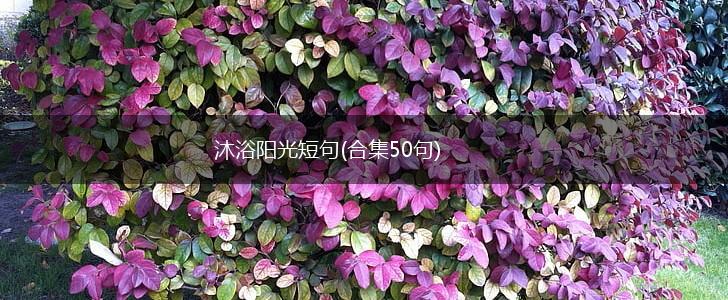 沐浴阳光短句(合集50句),第1张