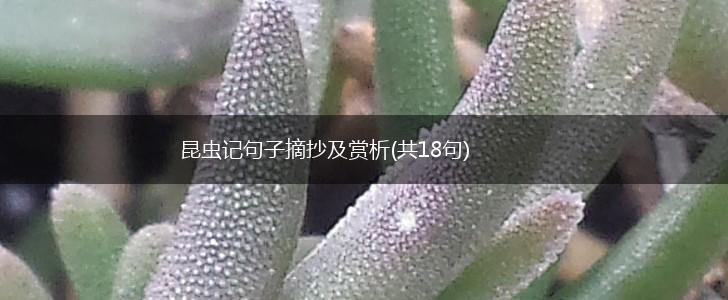 昆虫记句子摘抄及赏析(共18句),第1张