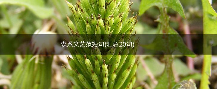 森系文艺范短句(汇总20句),第1张